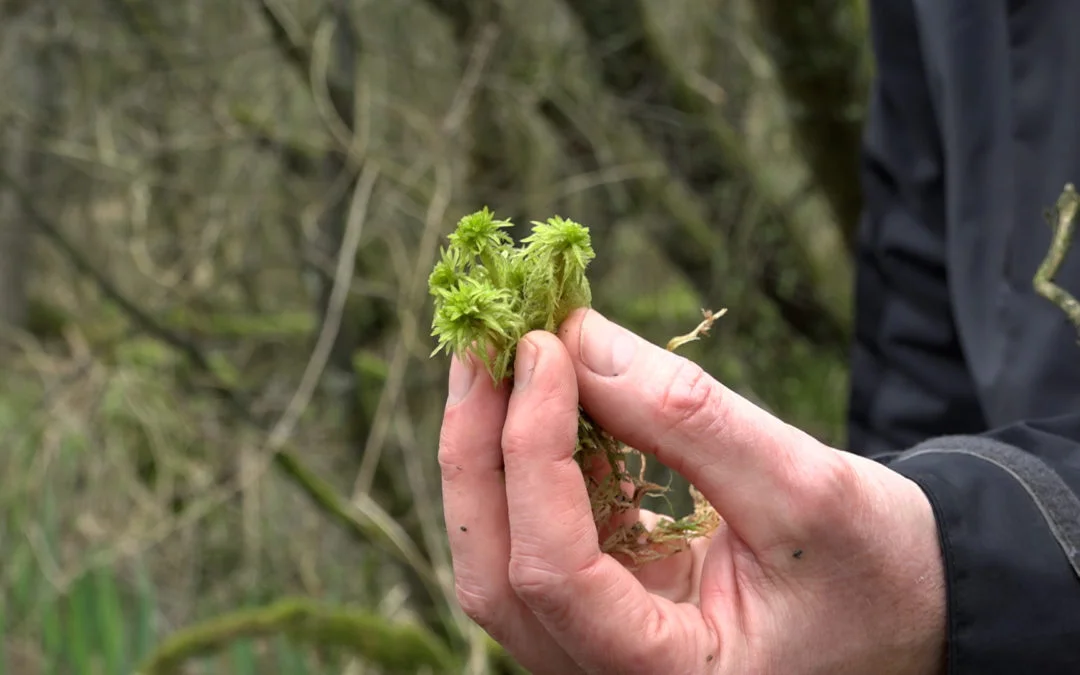 Internationale dag van de biodiversiteit
