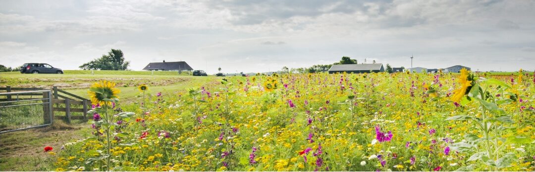 Provincie Groningen presenteert plan voor toekomst landelijk gebied