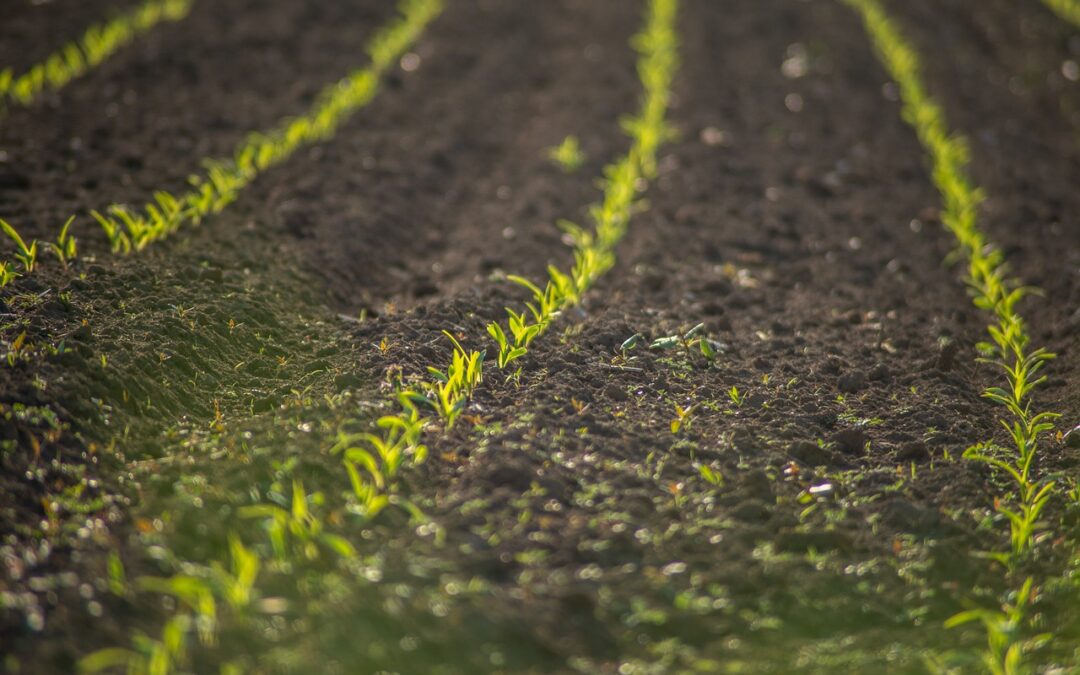 Praktijkonderwijs in het groen: Prolander verpacht grond aan Terra MBO