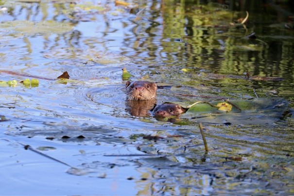 De otter keert terug in de Onlanden