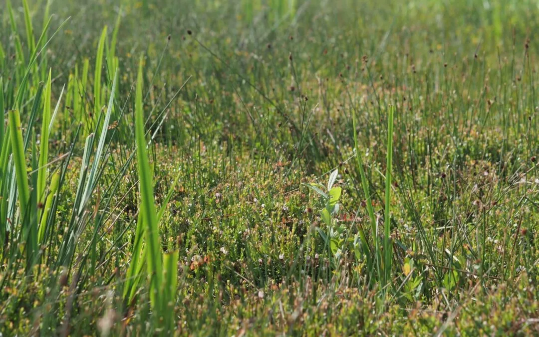 Groeningen en BUFFER+ op Let’s Gro