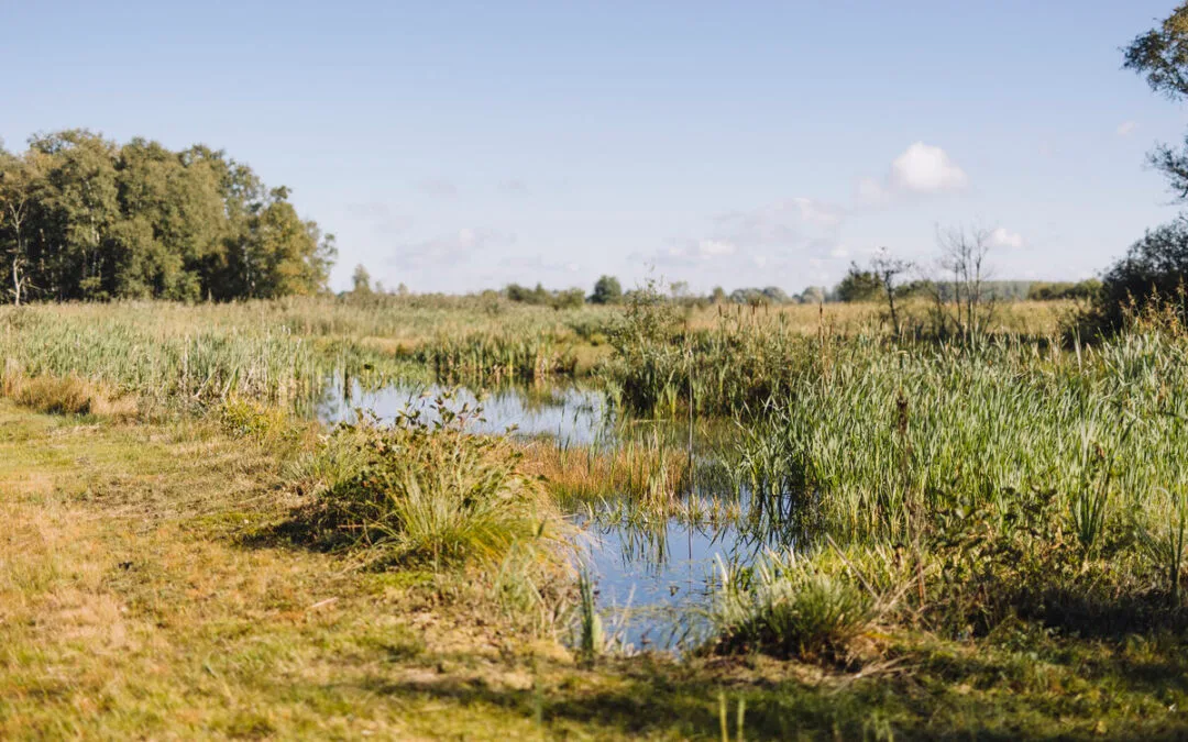 Impuls voor herstel laagveengebied bij Haren