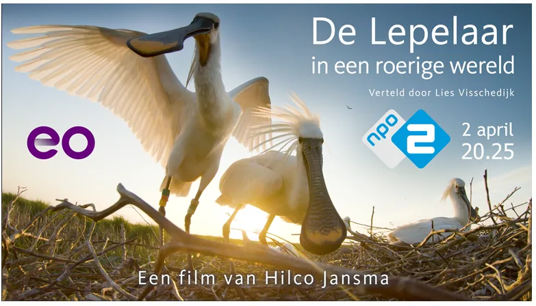 De lepelaar in een roerige wereld – een inspirerend natuurverhaal op tv
