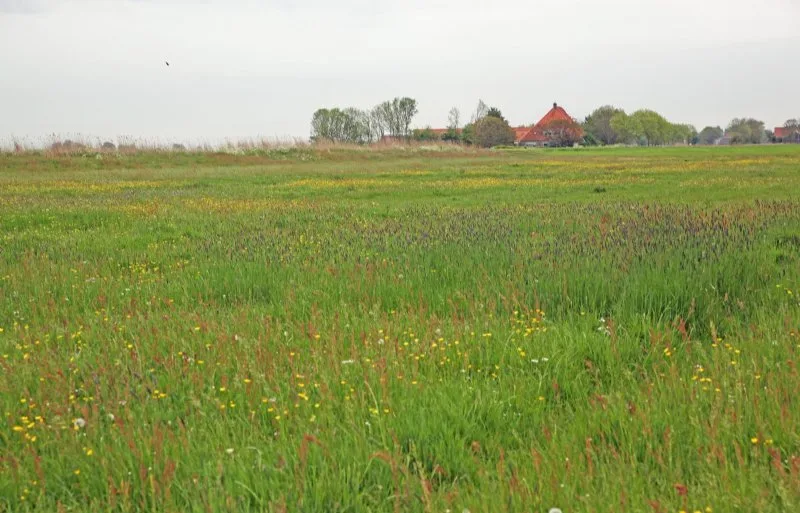 Korting op kruidenrijk graszaad en groenbemesters voor boeren