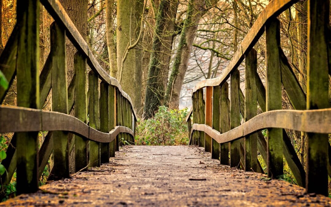 Subsidieregeling Bos en Hout open